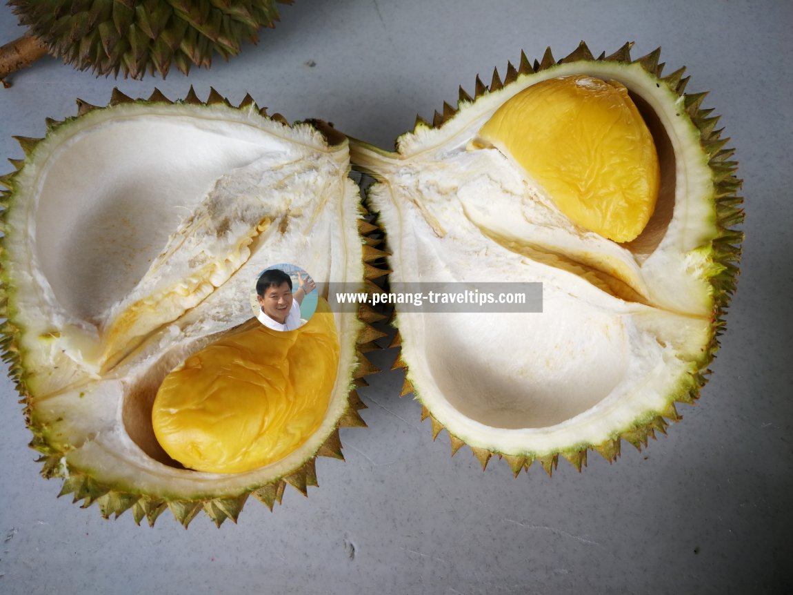 330 Pulau Betong Durian