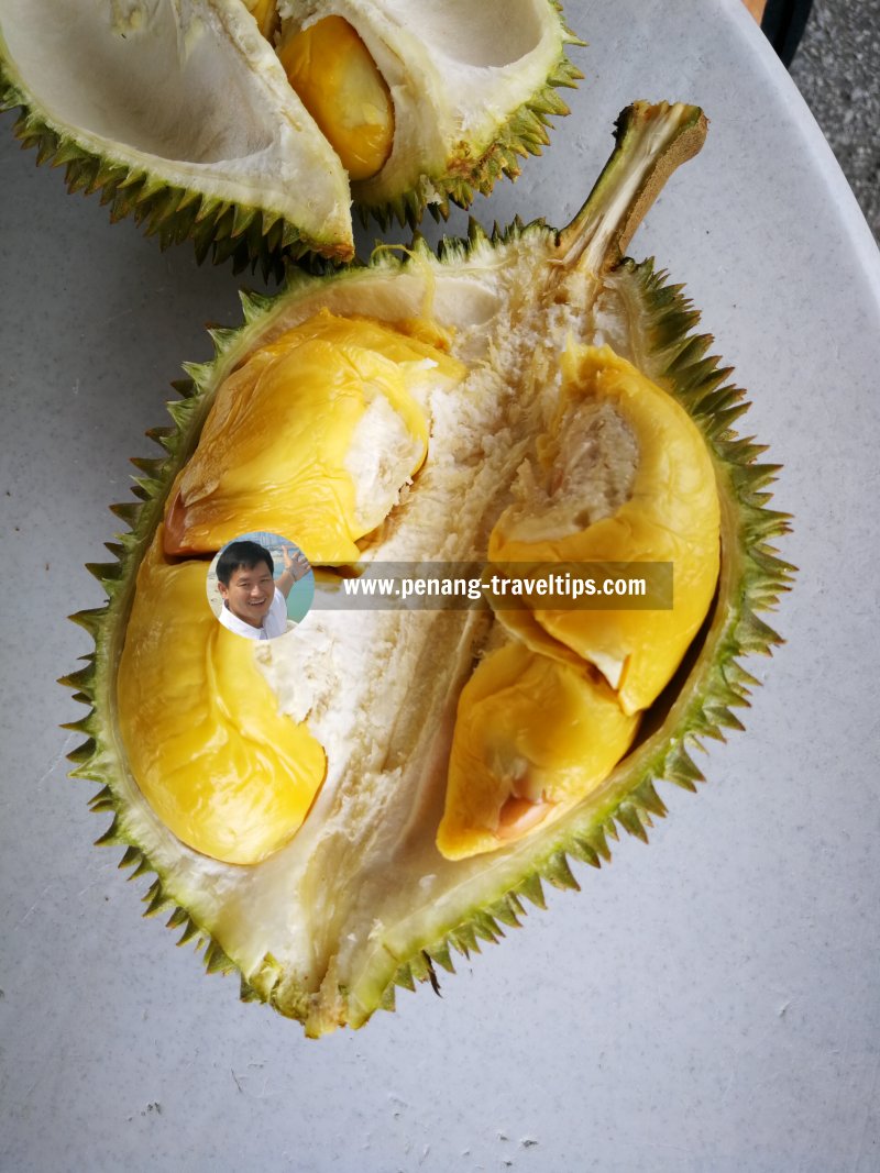 330 Pulau Betong Durian