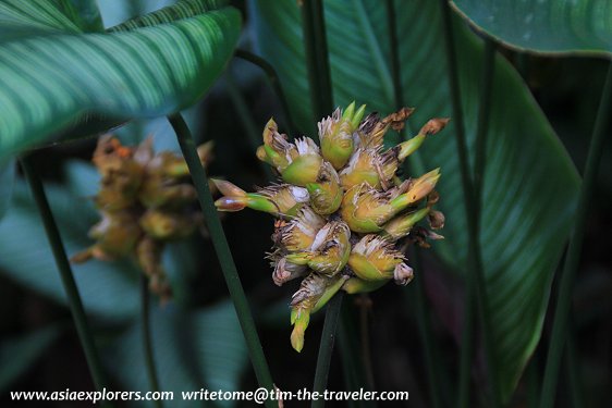 Rainforest plants, Singapore Botanic Gardens