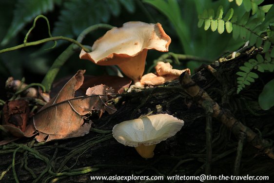 Wild mushrooms, Singapore Botanic Gardens