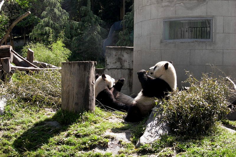 Wolong National Nature Reserve, China